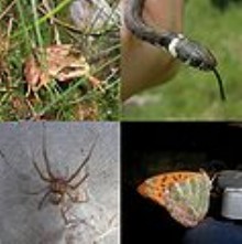 Science Lesson Plan-Animals