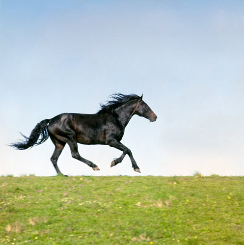 Example of Animal Photography