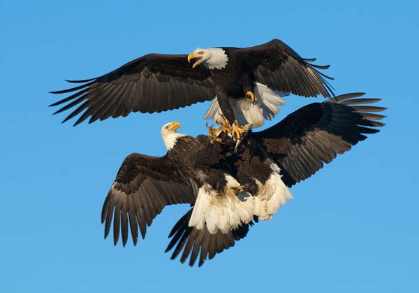 Example of Bird Photography